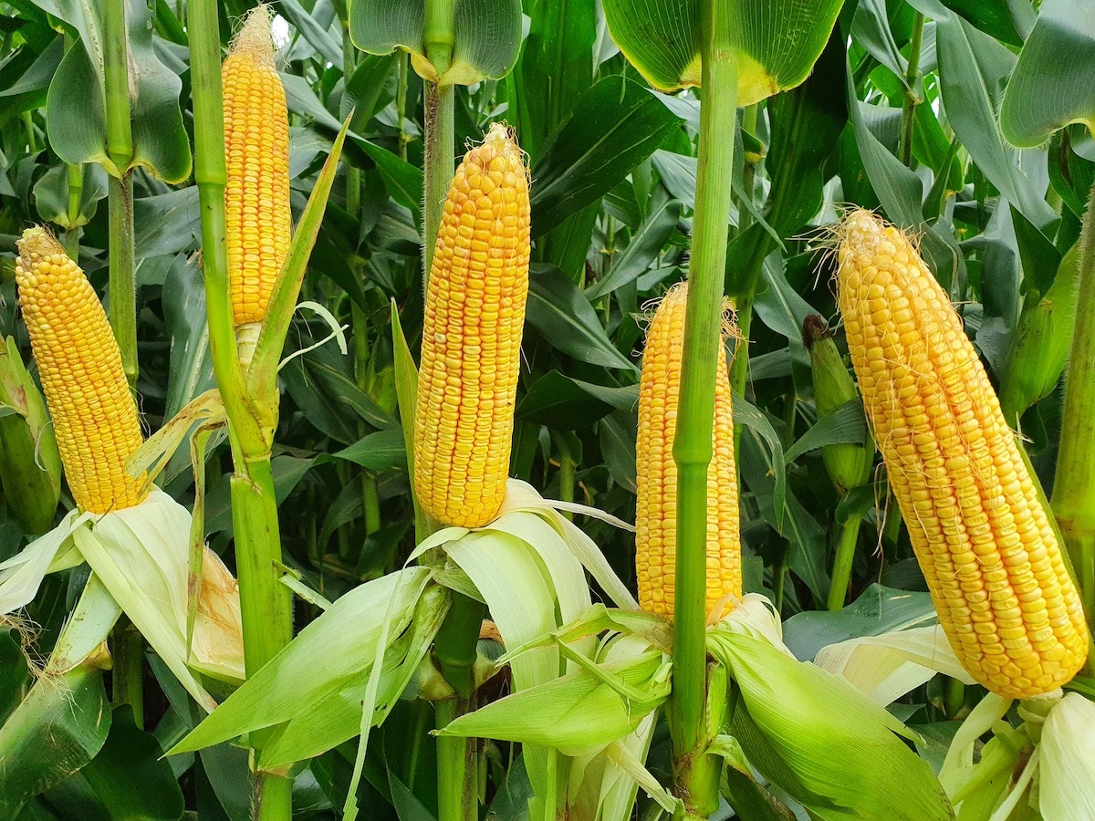 Hybrid Maize Seeds